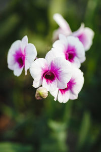 Close-up of pink flowers