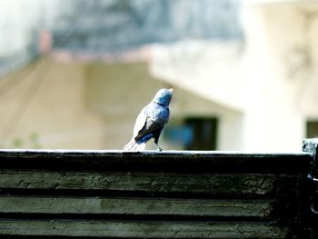 Bird perching on railing