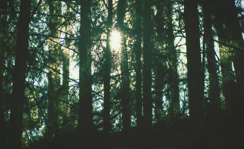 Sun shining through trees in forest