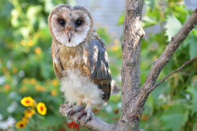 Portrait of owl perching on branch