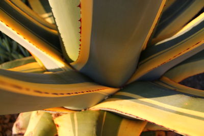 Aloe vera plant in jardin d'eze