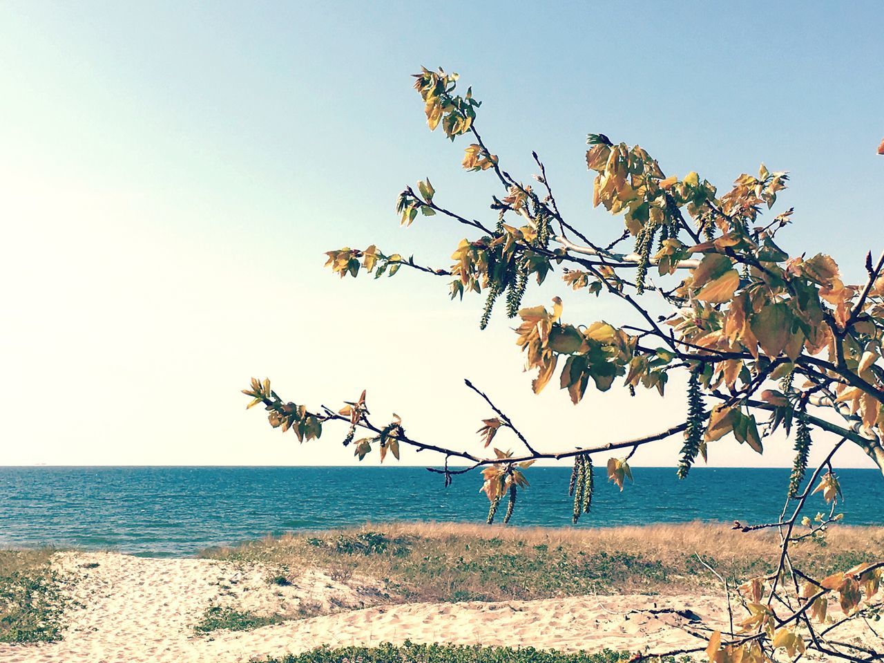 clear sky, sea, horizon over water, branch, water, nature, tranquility, beauty in nature, tree, tranquil scene, scenics, growth, beach, copy space, blue, sky, plant, shore, no people, day