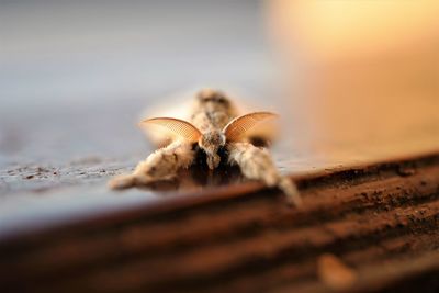 Close-up of spider on wood