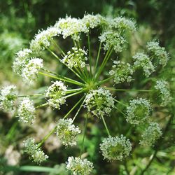 Close-up of flowers blooming outdoors