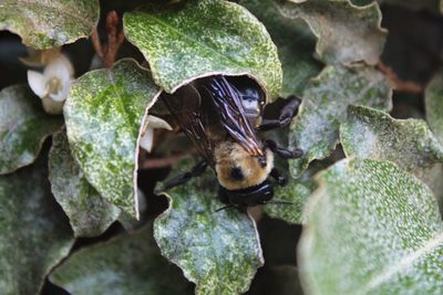 Close-up of insect on leaf