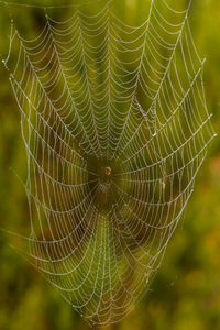Close-up of spider web