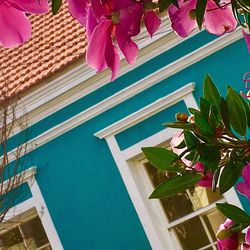 Low angle view of pink flowers