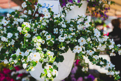 Close-up of white flowering plants