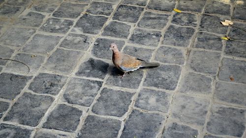 High angle view of bird perching on footpath