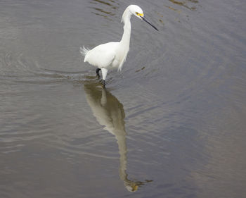 Bird on a lake