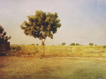 Scenic view of grassy field against sky