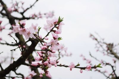 Close-up of pink cherry blossoms in spring