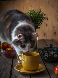 Cat eating food