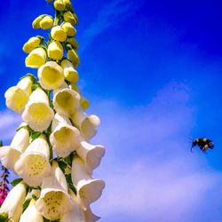 Low angle view of flowering plant against blue sky