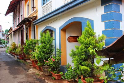 Potted plants outside building