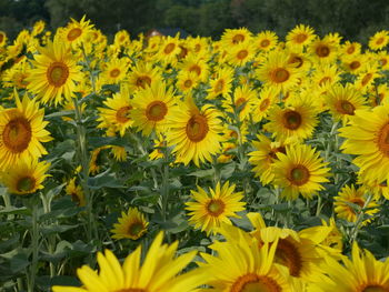 Close-up of yellow flowering plants