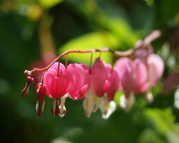 Close-up of pink flowering plant in park