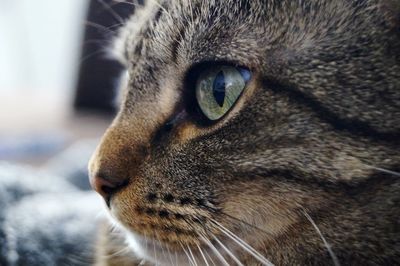 Close-up portrait of cat