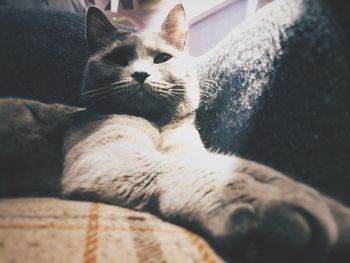 Close-up of cat at home