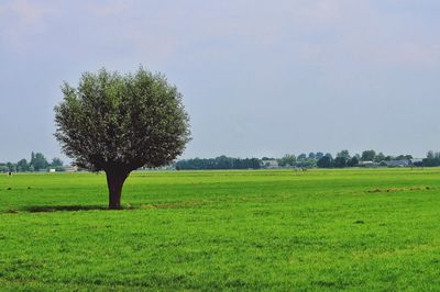 Tree in field against clear sky