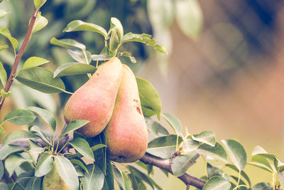 Close-up of fruit growing on tree