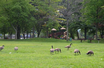 Flock of sheep grazing on field
