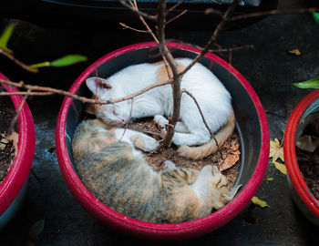 High angle view of cat sleeping in basket