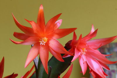 Close-up of red flowering plant