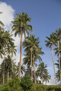 Low angle view of a coconut plantation under a blue sky with clouds