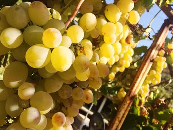 Close-up of grapes hanging in vineyard