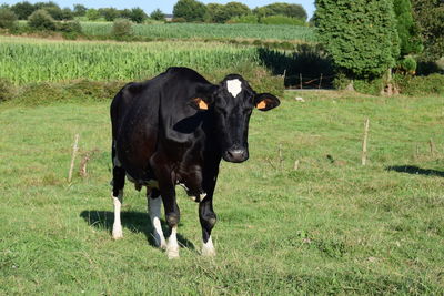 Cows standing in a field