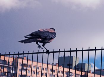 Low angle view of seagull perching on railing