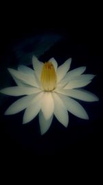 Close-up of white flower over black background