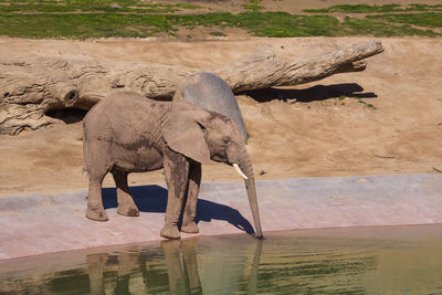 View of elephant drinking water