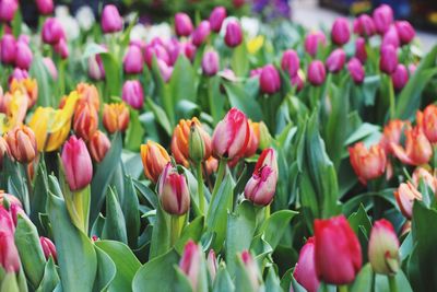 Close-up of tulips blooming outdoors