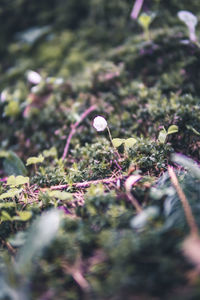 Close-up of plants growing on land