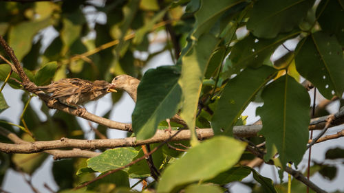 Low angle view of bird perching on tree