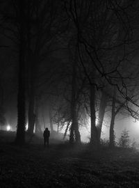 Silhouette of trees in forest