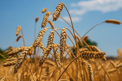 Close-up of stalks in field against sky