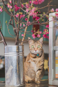 Close-up portrait of cat