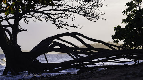 Silhouette trees on beach against sky