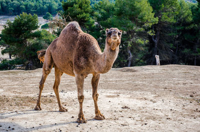 Full length of camel standing on land