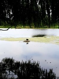 Scenic view of lake