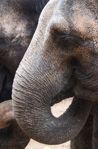 Close-up of elephant