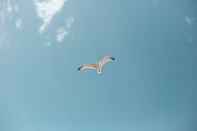 Low angle view of seagull flying in sky