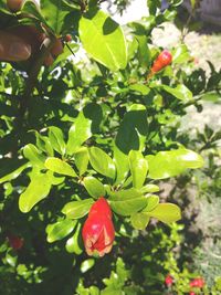 Close-up of red berries growing on tree