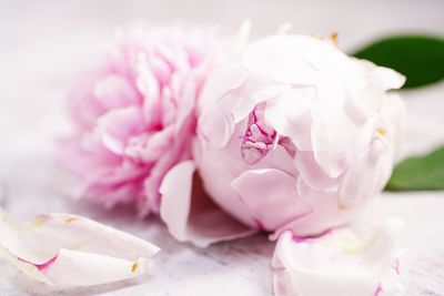 Close-up of pink rose flower