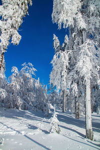 Snow covered trees against blue sky