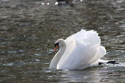 Swan swimming in lake