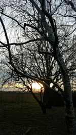 Bare trees against sky at sunset